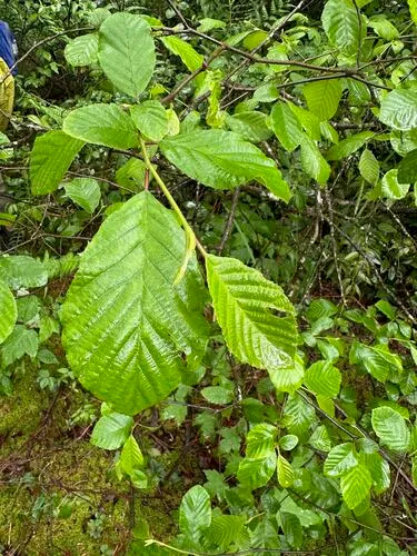 Hazel Alder