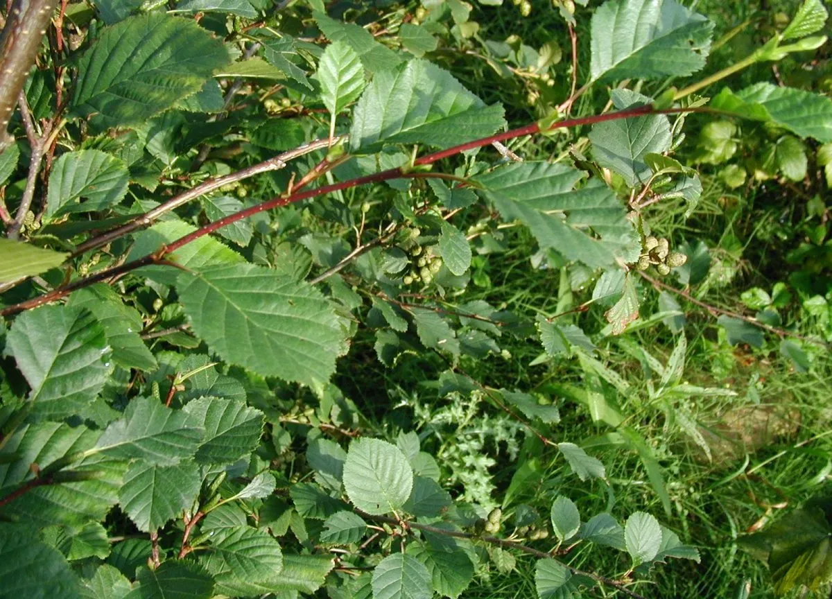 Sitka Alder (subsp. sinuata) — photo by Sten Porse