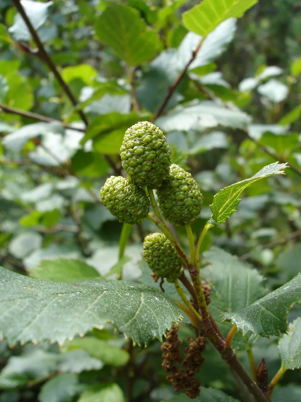 Green Alder