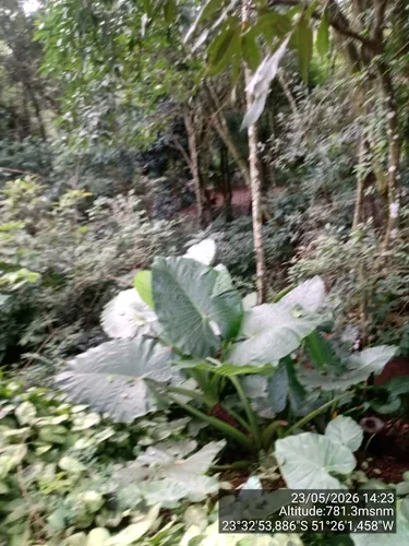 Giant Taro — photo by Paulo C. O. Cunha