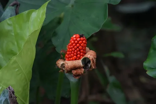 Asian Taro