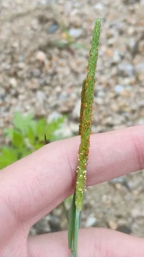 Shortawn Foxtail