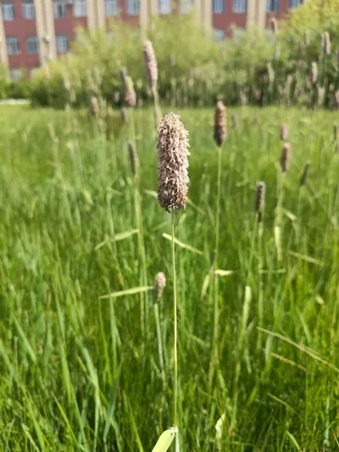 Creeping Meadow Foxtail
