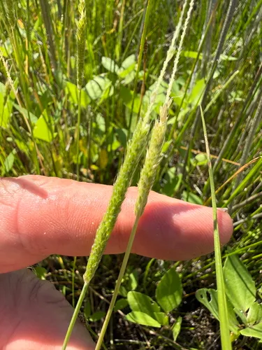 Carolina Foxtail