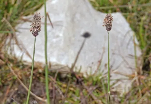 Alpine Meadow-Foxtail