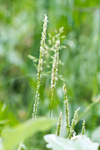 Slender Meadow Foxtail — photo by Martin A. Prinz