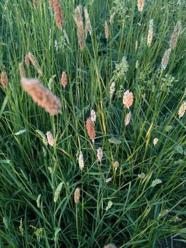 Meadow Foxtail