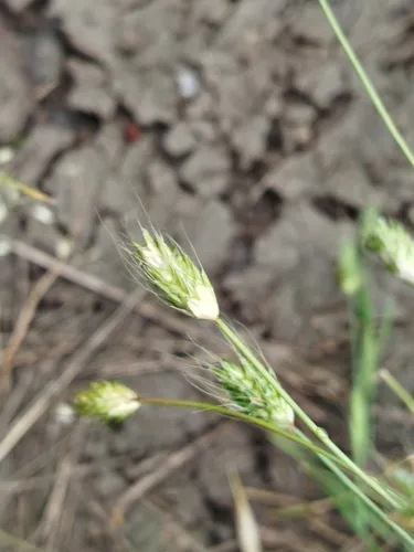 Rendle's Meadow Foxtail — photo by le_biologiste