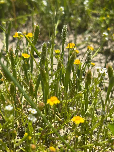 Pacific Foxtail