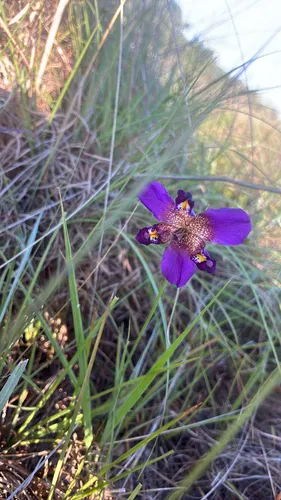 Propeller Flower — photo by Matti Bradshaw