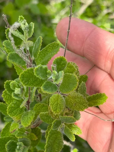 Rio Grande Beebrush
