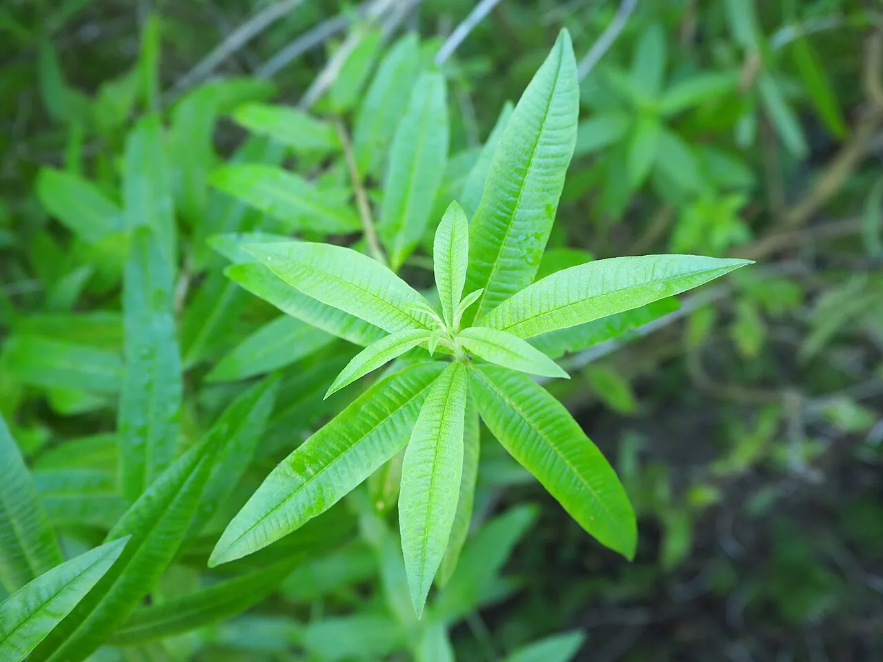 Lemon Beebrush