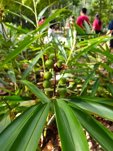 Small Shell Ginger