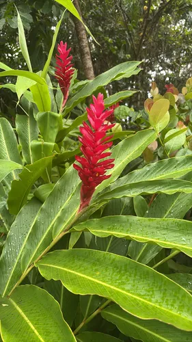 Red Ginger