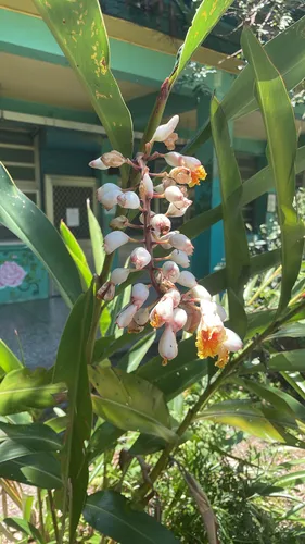 Shellplant
