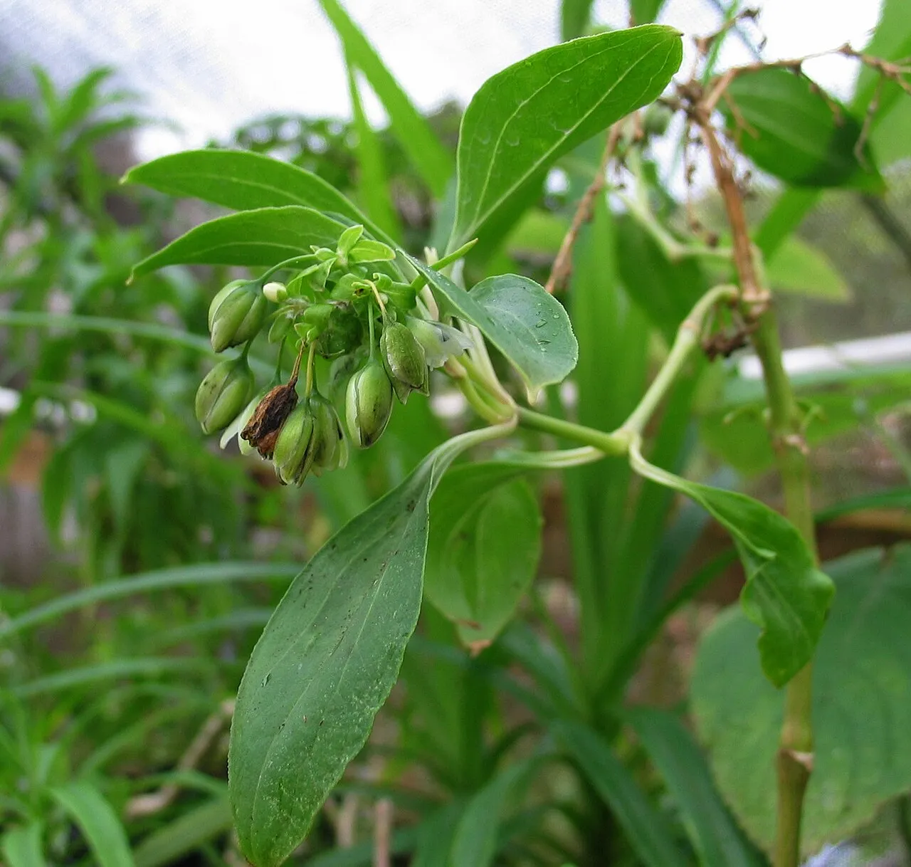 Waianae Range Alsinidendron — photo by David Eickhoff from Pearl City, Hawaii, USA