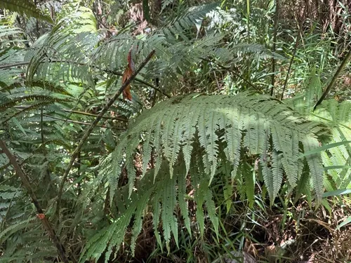 Helecho Gigante De La Sierra