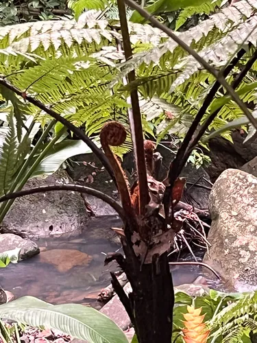 Puerto Rico Alsophila