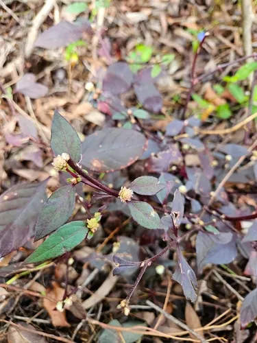 Brazilian Joyweed — photo by mads_boy