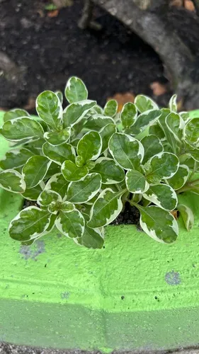 Sanguinaria