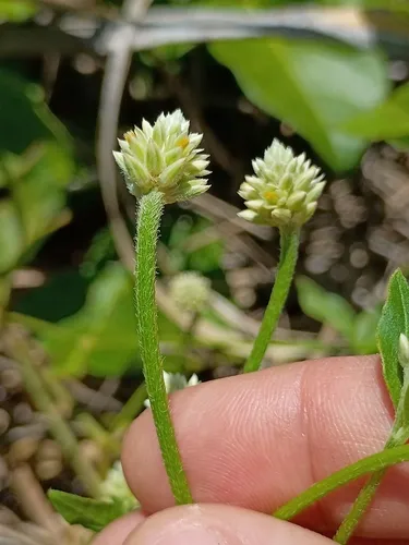 Yellow Joyweed — photo by Tom Radocy