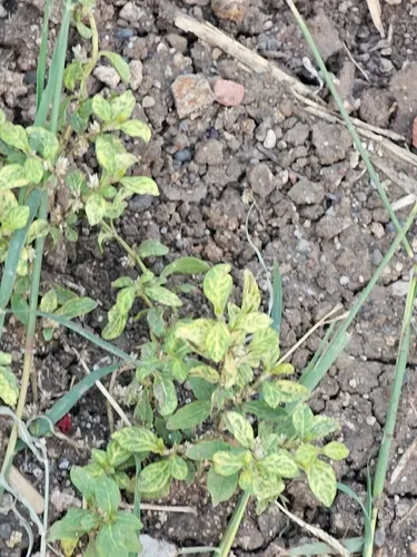 Smooth Joyweed