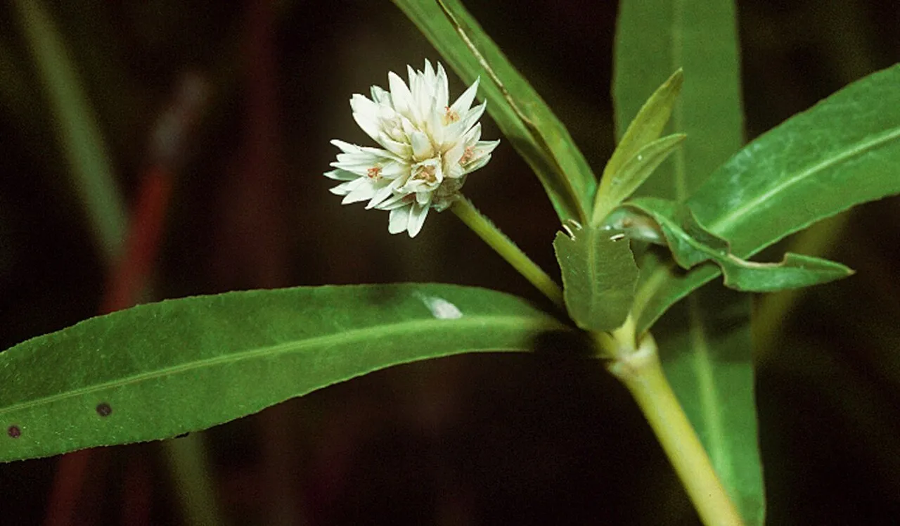 Alligatorweed — photo by National Plant Data Center, Baton Rouge, LA 70874-4490 USA.