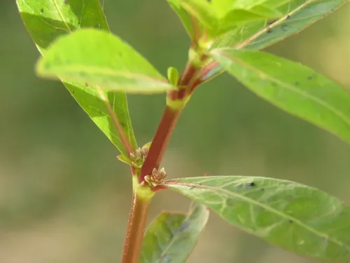 Sessile Joyweed