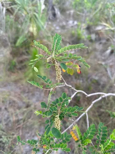 Mexican Alvaradoa