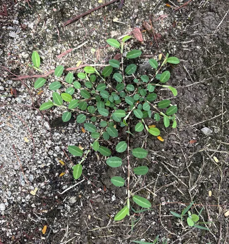 White Moneywort