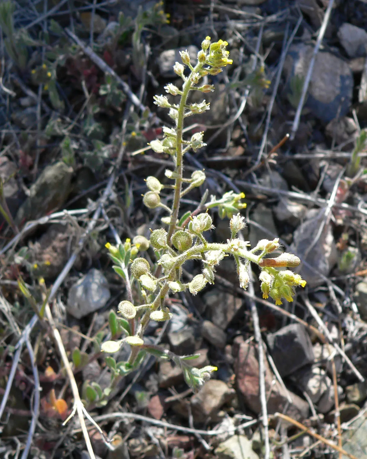 Alyssum — photo by Stan Shebs