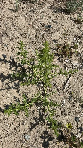 Prostrate Pigweed — photo by Angel Butterfly