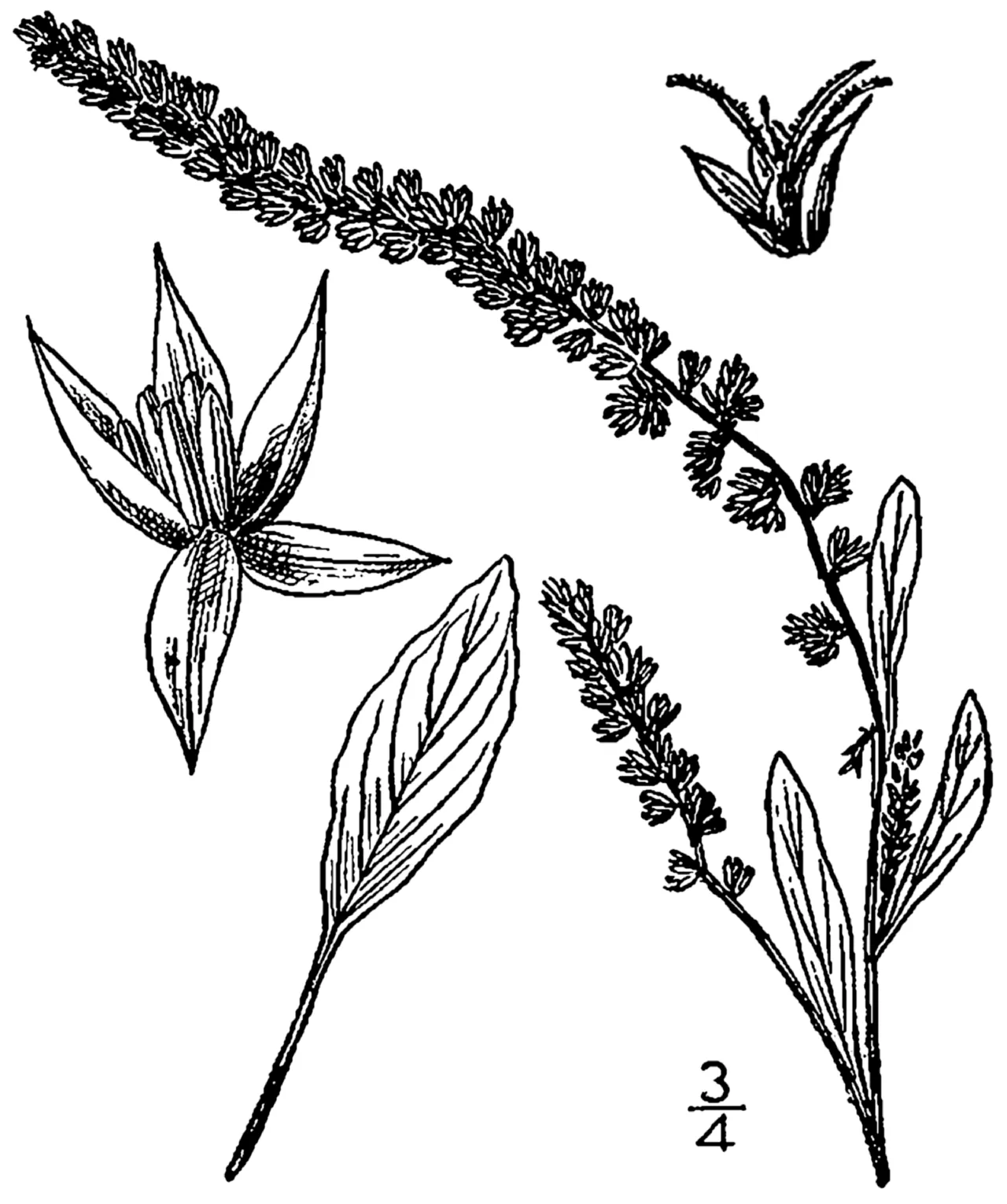 Sandhill Amaranth — photo by Britton, N.L., and A. Brown. 1913. An illustrated flora of the northern Unite…