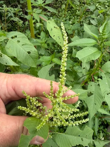 Southern Amaranth — photo by J. Richard Abbott