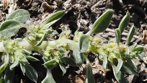 California Amaranth