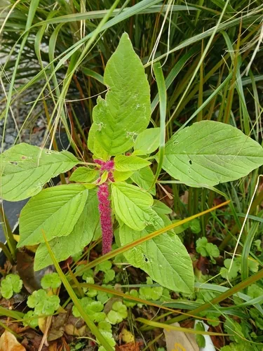 Foxtail Amaranth — photo by naturewatchwidow