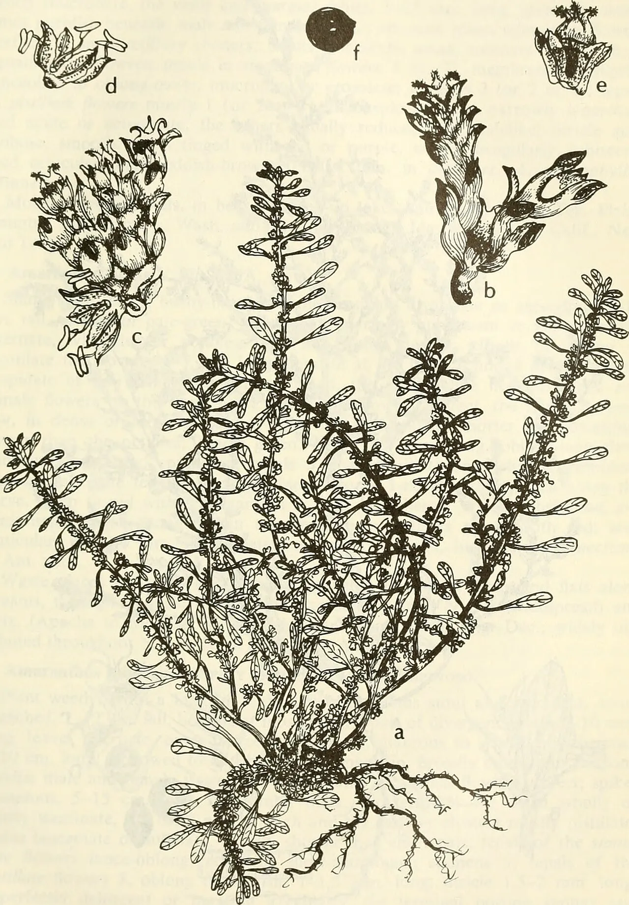 Spreading Amaranth — photo by Internet Archive Book Images