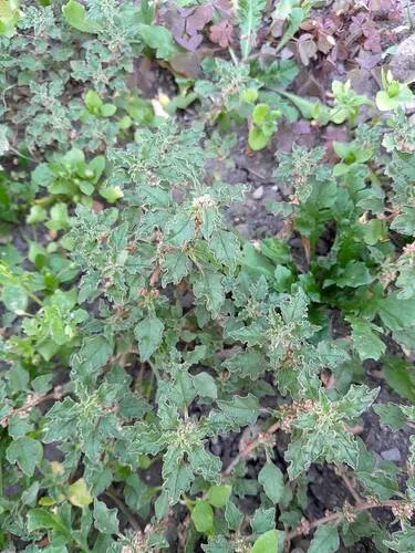 Crispleaf Amaranth — photo by András Schmotzer