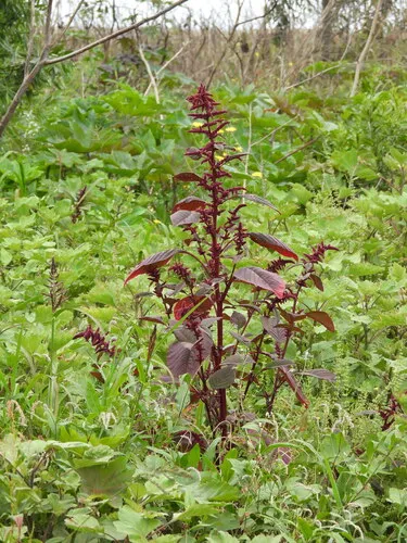 Red Amaranth — photo by sglevanik
