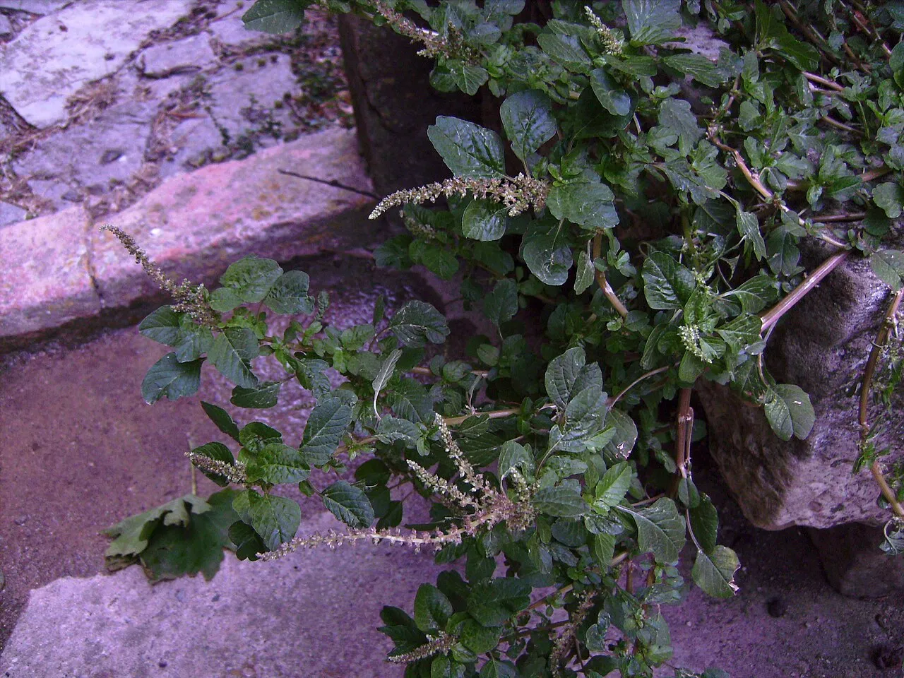 Largefruit Amaranth — photo by Victor M. Vicente Selvas