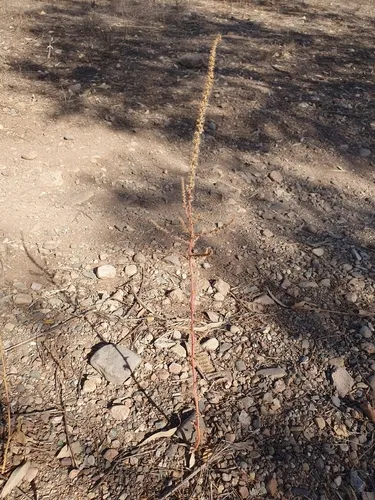 Fringed Amaranth
