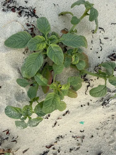 Gregg's Amaranth — photo by cindyvigil4
