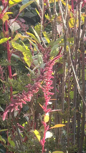 Slim Amaranth