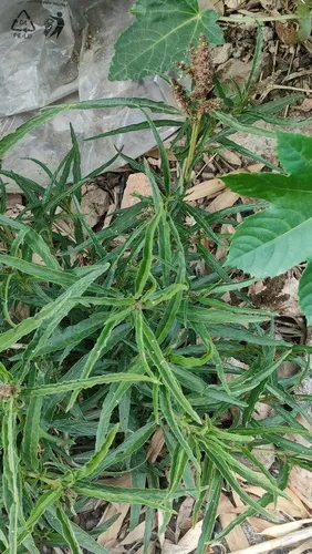 African Amaranth