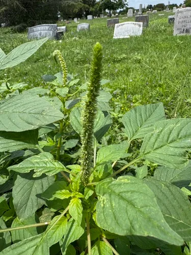 Carelessweed