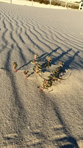 Seaside Amaranth — photo by mczynski