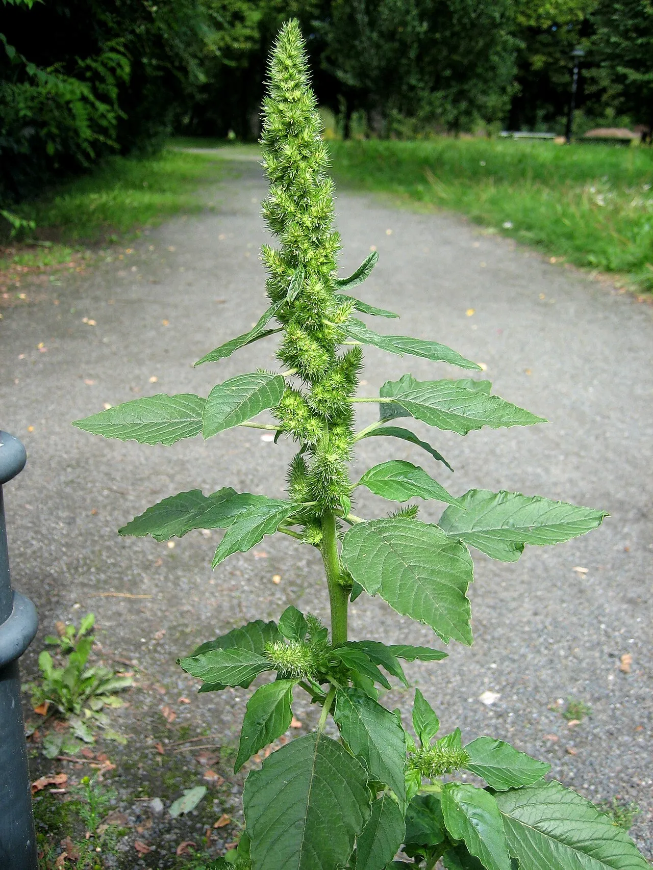 Redroot Amaranth — photo by Lynk media