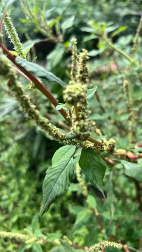 Spiny Amaranth