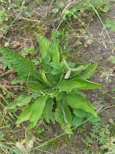 Roughfruit Amaranth — photo by anaramos03
