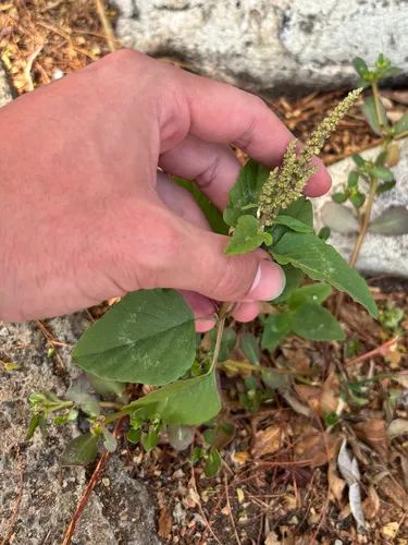 Slender Amaranth